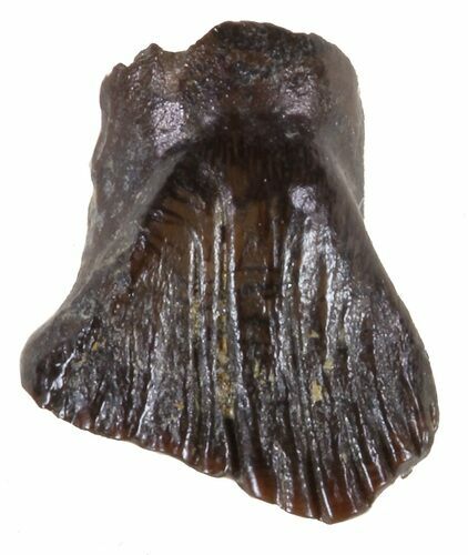 Thescelosaurus Tooth - Montana #58498